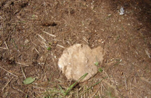 Wren/Darne Family Cemetery